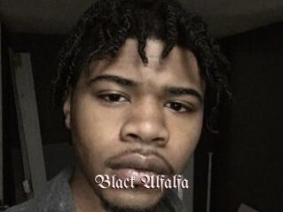 Black_Alfalfa