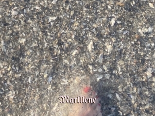 Marlllene