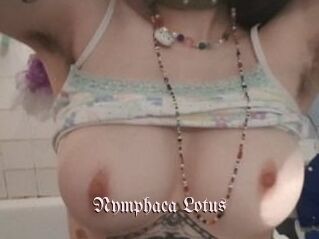 Nymphaea_Lotus